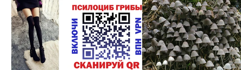 Купить где  Пенза  Галлюциногенные грибы прущие грибы 